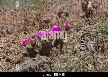 Erdbeer-Igel (Echinocereus Engelmannii), blühen, USA, Phoenix, Arizona, Sonora-Wüste Stockfoto