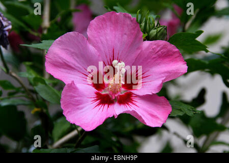 strauchige ALTHAIA, Rose von Sharon (Hibiscus Syriacus), Blume Stockfoto