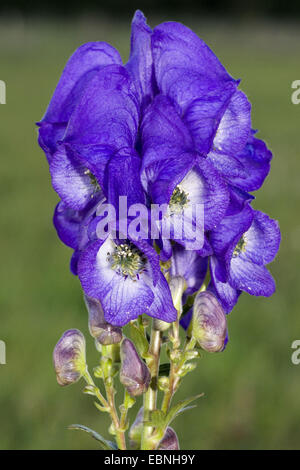 Chinesische Aconitum, Carmichael Eisenhut, chinesische Eisenhut (Aconitum Carmichaelii), Blütenstand Stockfoto