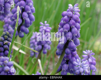 Armenische Traube-Hyazinthe (Muscari Armeniacum), blühen Stockfoto