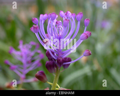 Feder-Hyazinthe (Muscari Comosum), Blütenstand, sterile Blüten Stockfoto