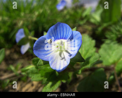 Buxbaums Ehrenpreis, persischer Ehrenpreis (Veronica Persica), Blume, Deutschland Stockfoto