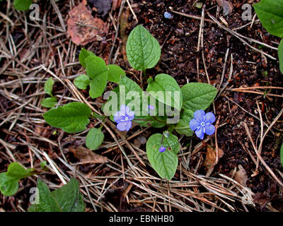 Navelwort, blau – Eyed Mary (Omphalodes Verna), blühen Stockfoto