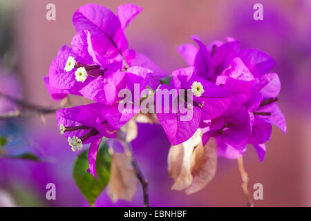 Papierfabrik, Four-o'clock (Bougainvillea spec.), blühen, Marokko Stockfoto