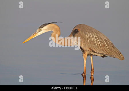 Great Blue Heron (Ardea Herodias), Altvogel stehend im flachen Wasser in Reihenfolge für die Suche nach Nahrung, USA, Florida Stockfoto