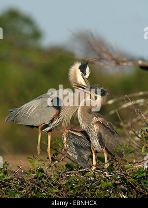 Great Blue Heron (Ardea Herodias), Altvogel füttern juvenile Vögel auf dem Nest, USA, Florida Stockfoto