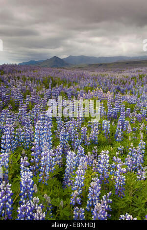 Nootka lupine, Alaska Lupine (Lupinus Nootkatensis), wachsende Massen im Sommer, Island, Hofi Stockfoto