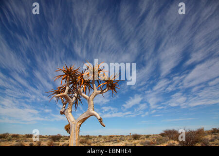 Köcherbaum (Aloe Dichotoma), Quivertree vor Cirrus Wolken, Südafrika, Augrabies Falls National Park, Kokerboom, Quivertree Stockfoto