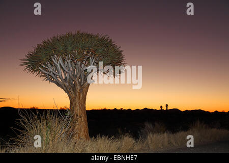 Köcherbaum (Aloe Dichotoma), Quivertree nach Sonnenuntergang, Südafrika, Augrabies Falls Nationalpark, Kokerboom, Quivertree Stockfoto