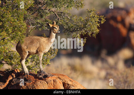 Klippspringer (Oreotragus Oreotragus), Frau steht auf einem Felsen, Südafrika, Augrabies Falls National Park Stockfoto