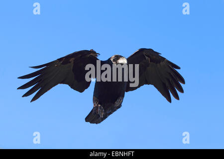 Nordafrikanischer Rabe, (Corvus corax tingitanus, Corvus tingitanus), Landung, Kanarische Inseln, Fuerteventura Stockfoto