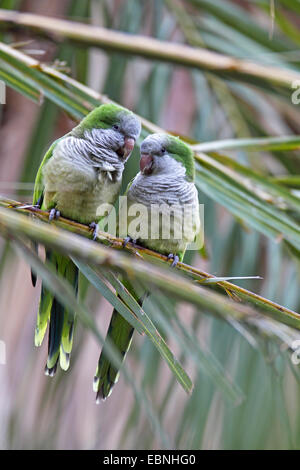 Mönch Sittich (Myiopsitta Monachus), sitzt paar in einer Palme, Kanarische Inseln, Fuerteventura, Morro Jable Stockfoto