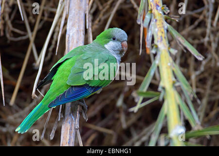 Mönch Sittich (Myiopsitta Monachus), sitzt in einem Palm Tree, Kanarische Inseln, Fuerteventura, Morro Jable Stockfoto