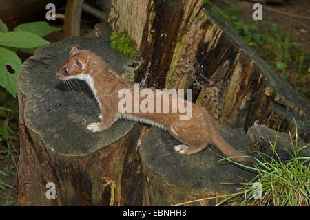 Hermelin, Hermelin (Mustela Erminea), im Sommerfell, stehend auf einem Baum Haken, Deutschland Stockfoto