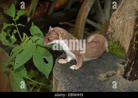 Hermelin, Hermelin (Mustela Erminea), im Sommerfell, stehend auf einem Baum Haken, Deutschland Stockfoto