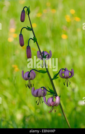 Martagon-Lilie, lila Turk Kappe Lilie (Lilium Martagon), Blütenstand bei Gegenlicht, Deutschland, Rheinland-Pfalz Stockfoto