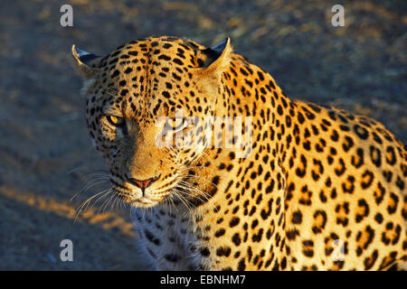 Leopard (Panthera Pardus), Portrait im Morgenlicht, Namibia, Khomas Stockfoto