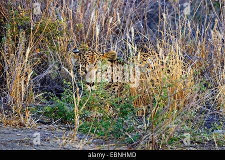 Leopard (Panthera Pardus), Sitzkissen, Namibia, Khomas getrocknet liegen zwischen Stockfoto