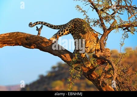 Leopard (Panthera Pardus), Blick von einem Baum, Namibia, Khomas Stockfoto