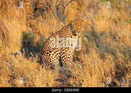 Leopard (Panthera Pardus), sitzen zwischen getrockneten Sitzkissen, Namibia, Khomas Stockfoto