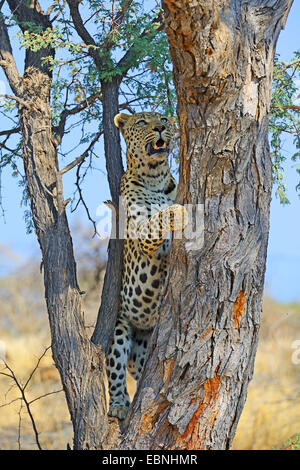 Leopard (Panthera Pardus), Klettern in einem Baum, Namibia, Khomas Stockfoto