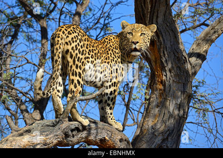 Leopard (Panthera Pardus), Blick von einem Baum, Namibia, Khomas Stockfoto