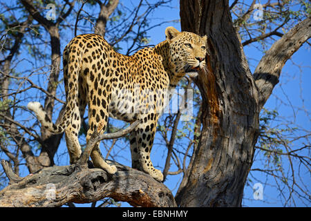 Leopard (Panthera Pardus), Blick von einem Baum, Namibia, Khomas Stockfoto