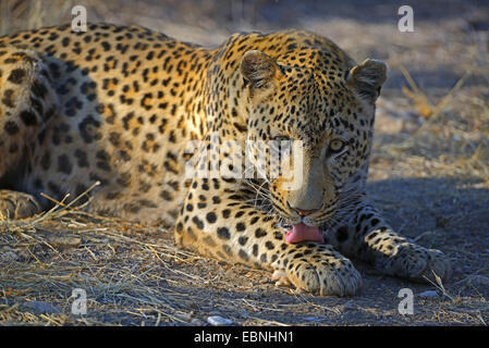 Leopard (Panthera Pardus), lecken seine Pfote, Namibia, Khomas Stockfoto