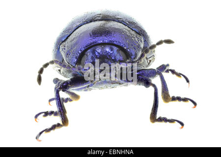 Minze Getreidehähnchen (Chrysolina Coerulans, Chrysomela Coerulans), Vorderansicht, Ausschnitt Stockfoto