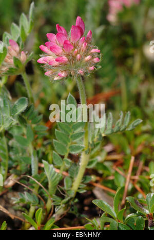 Berg Niere Wicke (Anthylis Montana), blühen Stockfoto