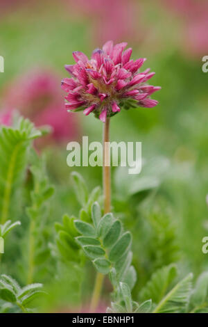 Berg Niere Wicke (Anthylis Montana), blühen Stockfoto