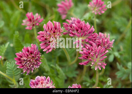 Berg Niere Wicke (Anthylis Montana), blühen Stockfoto