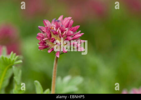 Berg Niere Wicke (Anthylis Montana), blühen Stockfoto