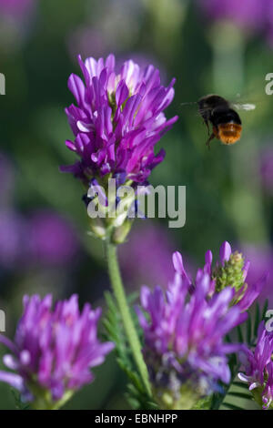 Esparsette Milkvetch (Astragalus Onobrychis), Blütenstand mit bescheidenen Biene nähert sich Stockfoto