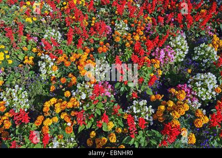 Blumenbeet mit tropischen Salbei, Ringelblume, Bettwäsche-Begonie und Garten lobelia Stockfoto