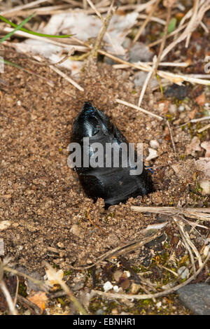 Öl-Käfer, schwarzen Käfer in Öl (Meloe proscarabaeus), grabende weiblich Stockfoto