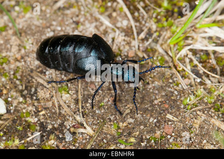 Öl-Käfer, schwarzes Öl Käfer (Meloe proscarabaeus), Weiblich Stockfoto