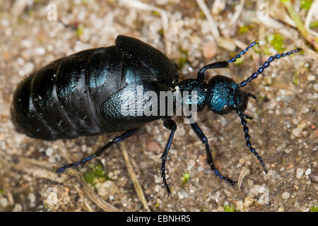 Öl-Käfer, schwarzes Öl Käfer (Meloe proscarabaeus), Weiblich Stockfoto