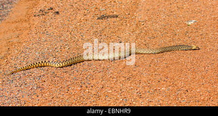 Sonoran Gopher Snake (Pituophis Catenifer Affinis), auf sandigem Boden, USA, Arizona, Sonora Stockfoto