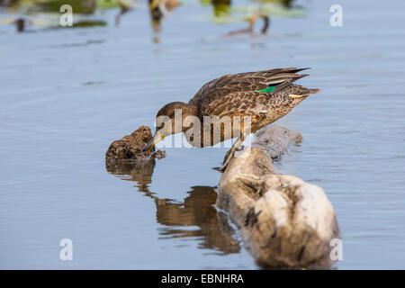 Grün – geflügelte Krickente (Anas Vogelarten), Weiblich, Deutschland, Bayern, See Chiemsee Stockfoto