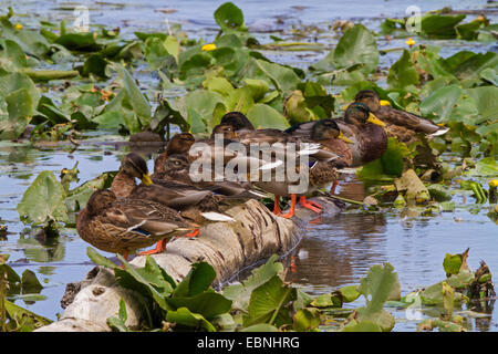 Gadwall (Anas Strepera, Mareca Strepera), schlafen mit Stockenten auf Treibholz, Deutschland, Bayern, See Chiemsee Stockfoto