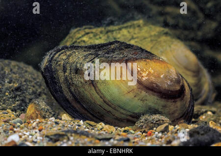 Schwan-Muschel (Anodonta Signia), zwei Schwan Muscheln auf dem Boden, Deutschland Stockfoto