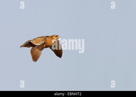 Bunte Sandgrouse, Burchell Sandgrouse (Pterocles Burchelli), Weiblich, Südafrika Kgalagadi Transfrontier Nationalpark fliegen Stockfoto