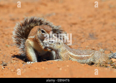 Südafrikanische Grundeichhörnchen, Kap-Borstenhörnchen (Geosciurus Inauris, Xerus Inauris), Weiblich, Pflege ein Junge Eichhörnchen, Südafrika, Kgalagadi Transfrontier National Park Stockfoto