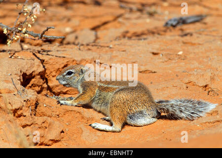 Südafrikanische Grundeichhörnchen, Kap-Borstenhörnchen (Geosciurus Inauris, Xerus Inauris), Weibchen sitzen in den Sand vor der Höhle, Südafrika, Augrabies Falls National Park Stockfoto