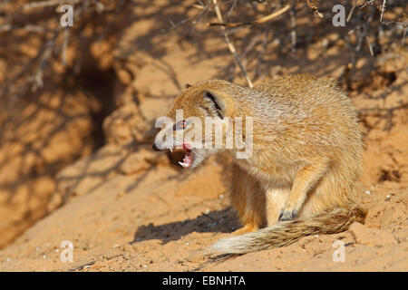 gelbe Mungo (Cynictis Penicillata), Mungo sitzt im Sand und zeigt die Zähne, Südafrika Kgalagadi Transfrontier National Park Stockfoto