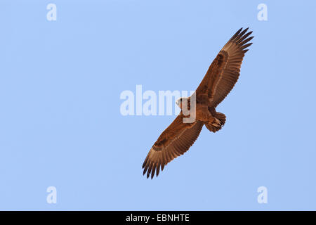 Bateleur, Bateleur Adler (Terathopius Ecaudatus), fliegen Bateleur in unreifen Gefieder, Südafrika, Kgalagadi Transfrontier National Park Stockfoto