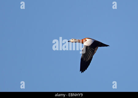 Ruddy Brandgans (Tadorna Ferruginea, Casarca Ferruginea), fliegende männlich, Kanarische Inseln, Fuerteventura Stockfoto