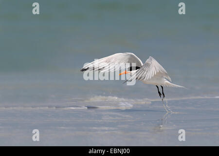 Königliche Seeschwalbe (Thalasseus Maximus, Sternea Maxima), fliegt nach oben aus dem Wasser, USA, Florida Stockfoto