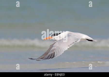 Königliche Seeschwalbe (Thalasseus Maximus, Sternea Maxima), fliegt über das Meer, USA, Florida Stockfoto